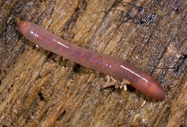 Life In The Cave Eelworms Segmented Worms